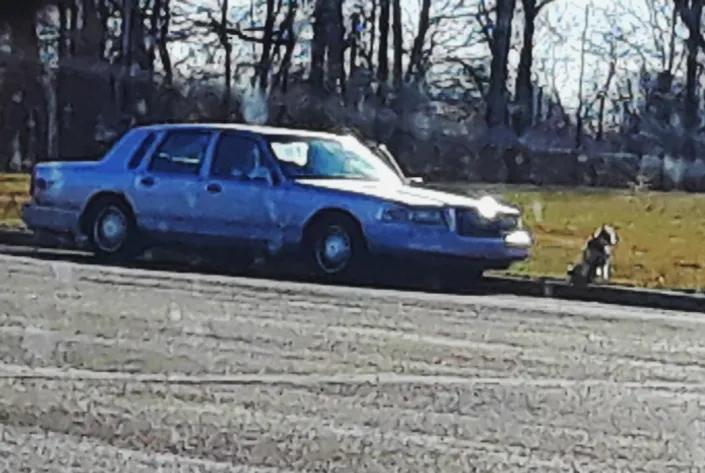 Blue sedan parked near bare trees with a small dog nearby on grass, muted daylight, calm outdoor mood